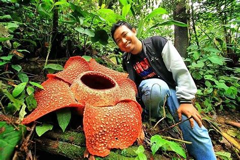 Rafflesia Arnoldii La Plus Grande Fleur Du Monde