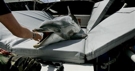 Navy-trained dolphin that can hunt underwater mines…