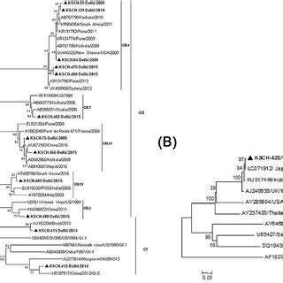 Phylogenetic Analysis Based On Partial Nucleotide Sequence Of Capsid