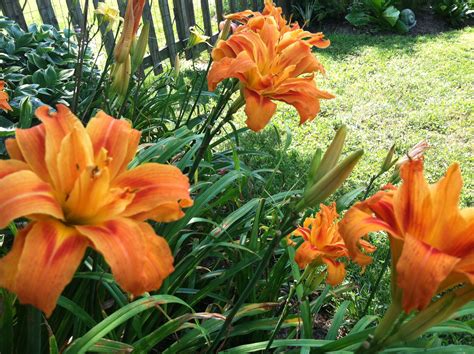 Double Orange Daylily Day Lilies Plants Orange