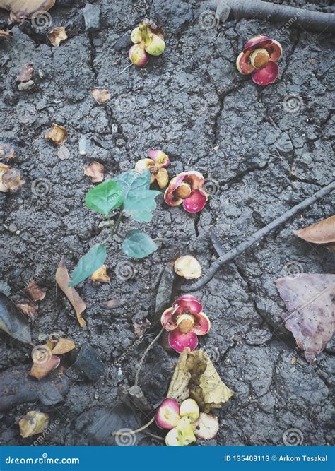 Fallen flower on the earth stock image. Image of soil - 135408113