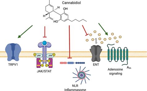 Full Article The Anti Inflammatory Effects Of Cannabidiol CBD On Acne