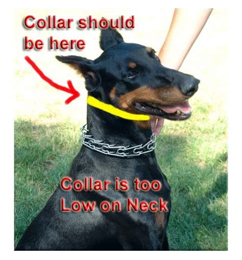 How to Properly Fit a Prong Collar - High-Class K9