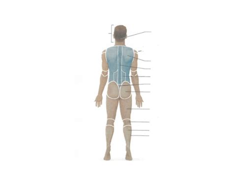 Posterior Body Landmark Quiz