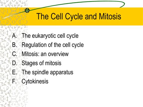 The Cell Cycle And Mitosis