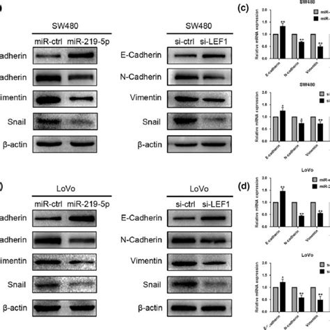 MicroRNA 219 5p MiR 219 5p Suppresses Epithelial Mesenchymal