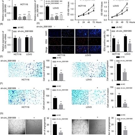 Hsa Circ Was Upregulated In Crc Tissues And Cells A