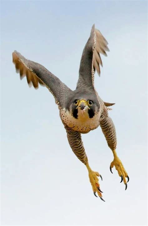 49 best Talons and bird feet images on Pinterest | Animal anatomy ...