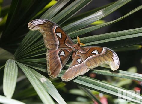 Photo Butterfly Conservatory At Amnh In New York Nyp20211117101