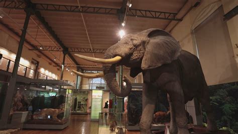 Museo Nacional De Ciencias Naturales Descubre La Riqueza Natural De