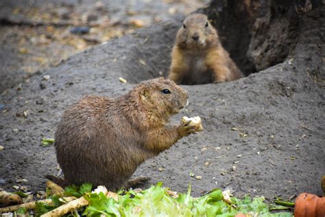 Gopher | Animal Kingdom