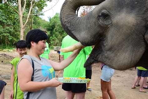 Samui Elephant Sanctuary Elefantencamp Samui Touren