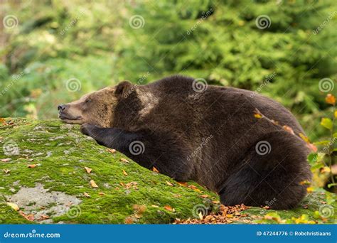 Orso Bruno Che Dorme Nella Foresta Bavarese Su Una Roccia Fotografia