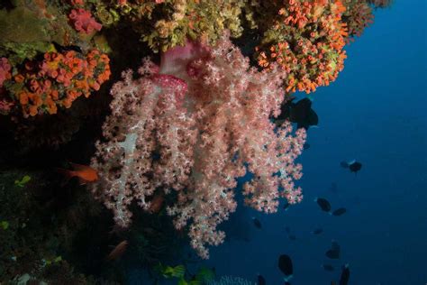 Bunaken Marine Park: Discover One Of The Best Diving Areas In The World