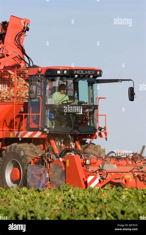 Harvesting Sugar Beet In Lincolnshire Stock Photo Alamy