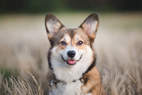 Pembroke Welsh Corgi Facts: 8 Things to Know About This Herding Breed