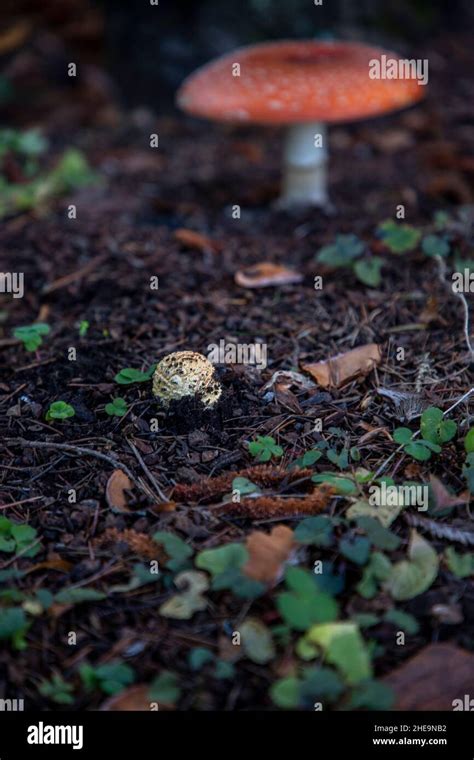 Le Champignon Toxique De La Mouche Agarique Amanita Muscaria Qui