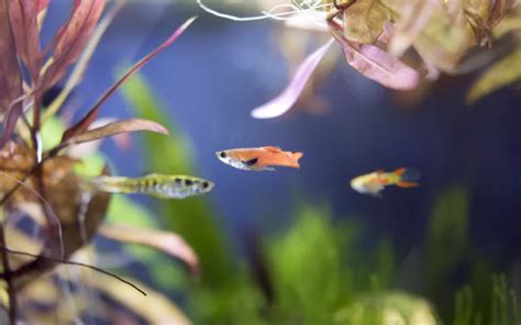 Endler Guppy Care: Complete Guide for Beginners - AquariumNexus