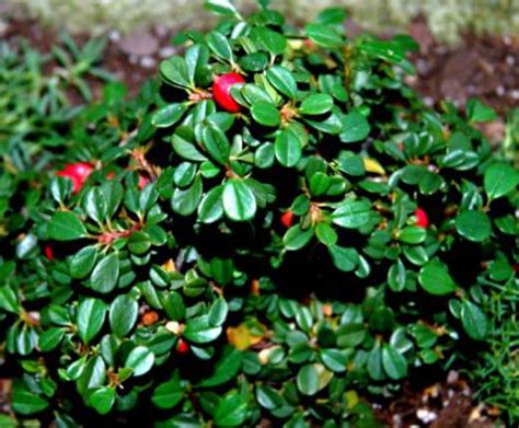 Кизильник Даммера Майор - Cotoneaster Dammeri Major - Листяні кущі ...