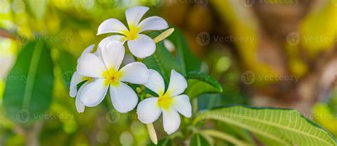 Floreciente Frangipani Blanco Amarillo O Plumeria Flores De Spa Con