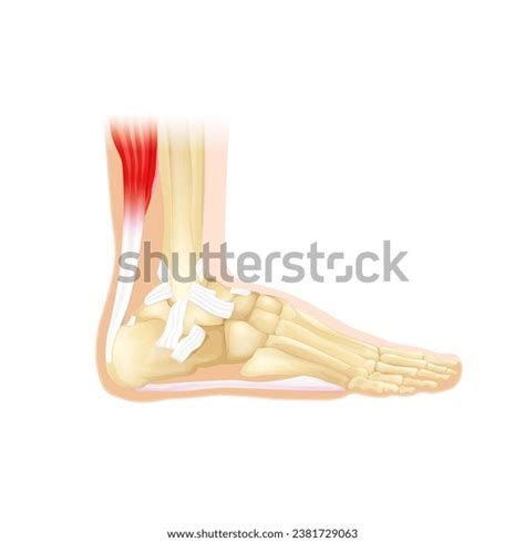 Ankle Ankle Illustration Ankle Anatomy Ankle Stock Illustration ...