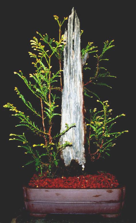 Redwood bonsai