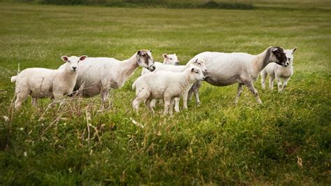 How to Overcome Challenges in Sheep Farming - Sheep & Goat