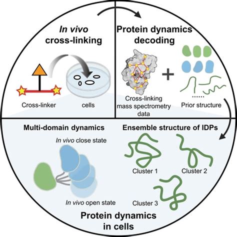 Decoding Protein Dynamics In Cells Using Chemical Crosslinking And