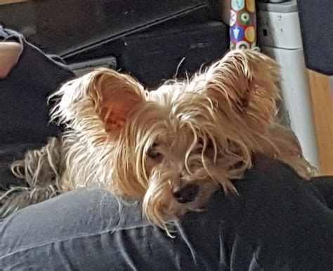 - Barks when left. Separation panic. Over interdependent.