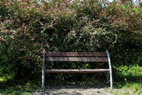 Wooden park bench at a park 14793372 Stock Photo at Vecteezy