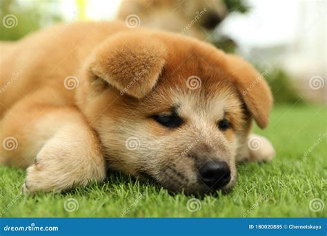 Cute Akita Inu Puppy on Grass Outdoors. Baby Animal Stock Image - Image ...