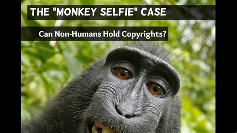 The “Monkey Selfie” Case: Can Non-Humans Hold Copyrights? - Christopher ...