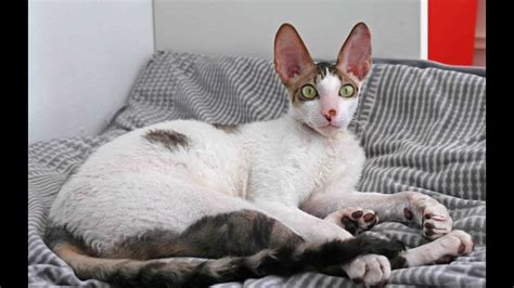 Cornish Rex Kitty Shows How Cute He Is Cornish Kitten Is Having Fun