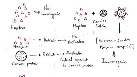 Haptens And Adjuvants Bio Science Youtube