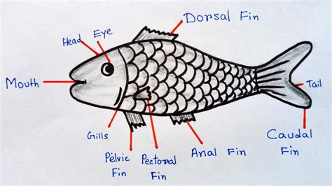 Labelled Diagram Of A Fish Best Of Draw The Labeled Diagram Of Bony