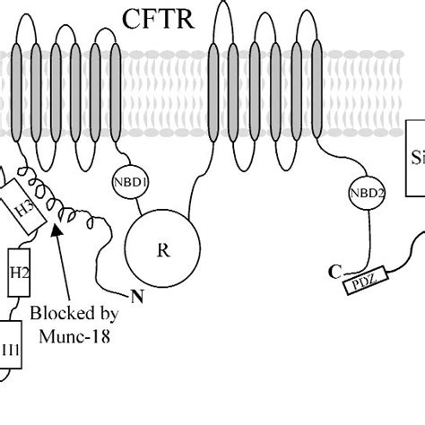 Schematic Illustration Of Cystic Fibrosis Transmembrane Conductance