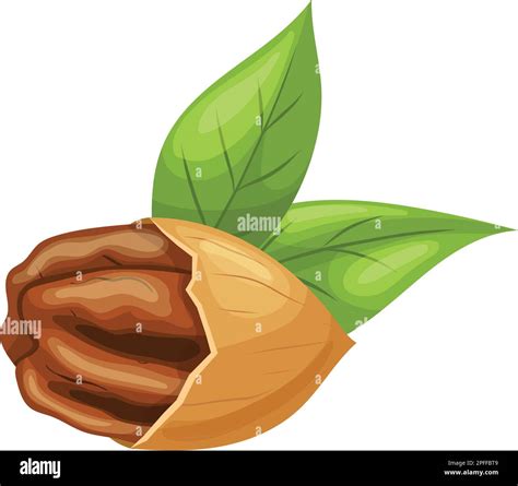 Pecan Nut Food Cartoon Vector Illustration Stock Vector Image Art Alamy