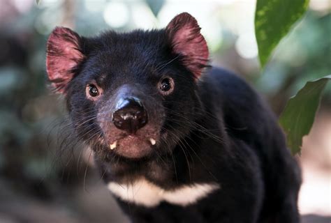 Tasmanian Devil Cute