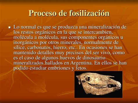 PPT Los fósiles PowerPoint Presentation ID 319178