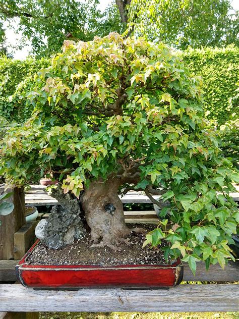 Strolling Through Walter’s Backyard Bonsai Garden | Bonsai Bark