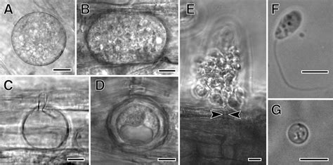 Olpidium, The Key to the Origin of Terrestrial Fungi - DOE Joint Genome ...