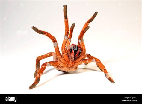 King baboon spider, King baboon tarantula (Pelinobius muticus, Citharischius crawshayi), in ...