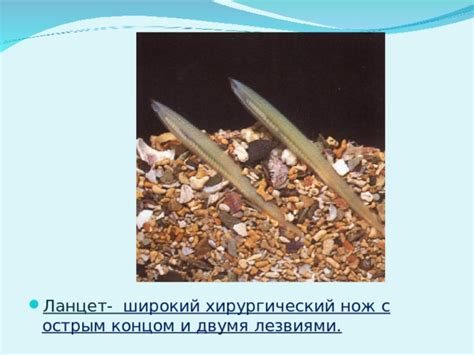 Презентация "Тип Хордовые. Ланцетник"