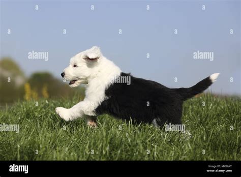 Old English Sheepdog Puppy Hi Res Stock Photography And Images Alamy