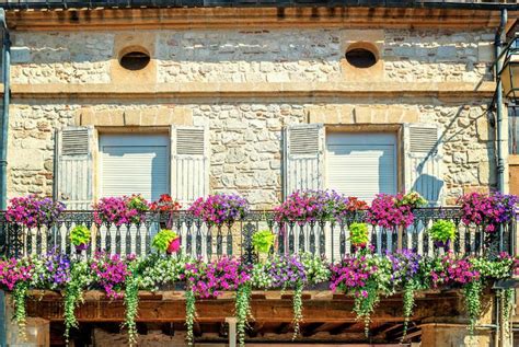 Cele Mai Frumoase Plante Pentru Balcon Si Terasa Infocasa