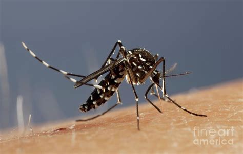 Asian Tiger Mosquito Female Feeding Photograph By Science Photo Library