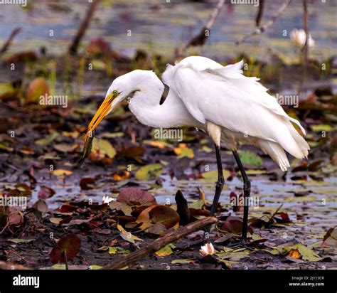 Great White Egret Eating A Fish With Blur Foliage Background In Its