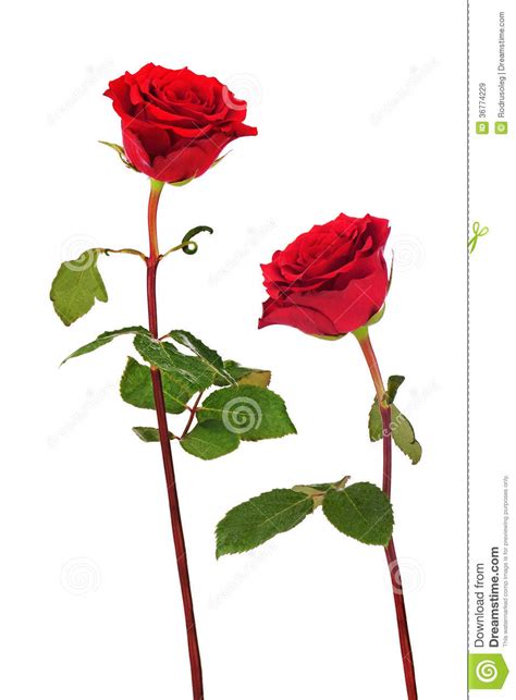 Rosas Vermelhas Isoladas No Fundo Branco Imagem De Stock Imagem De