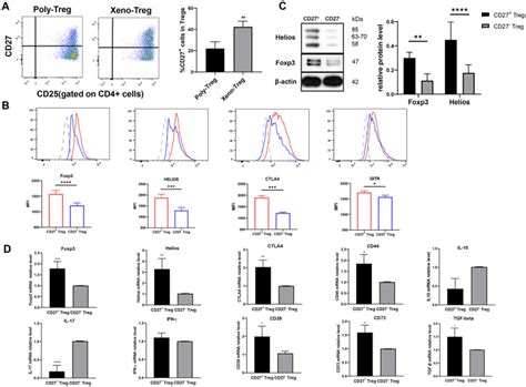 Regulatory T Cell Isolation Kit Ii Miltenyi Biotec Bioz