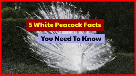 5 White Peacock Facts You Need To Know As A Peacock Lovers